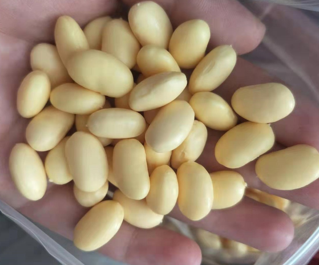 厂家直销 仿真红豆 花生米 腰果 玉米粒 豌豆 纳豆 黄豆 大米模型